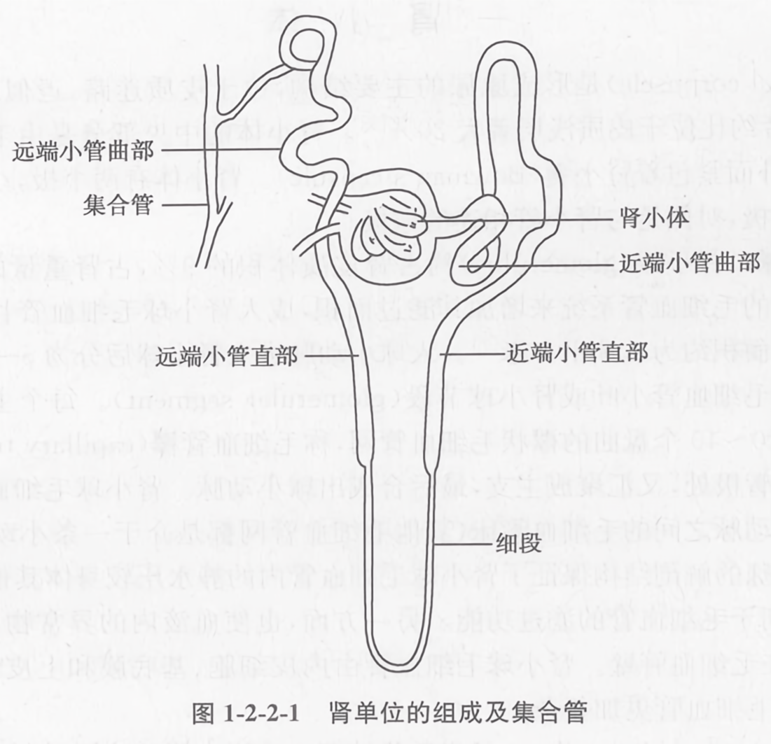 肾单位的组成及集合管
