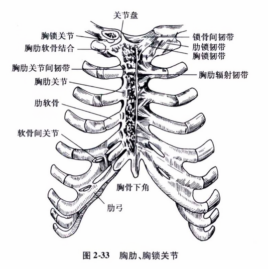 胸肋、胸锁关节