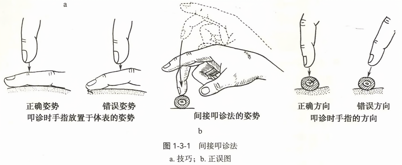 间接叩诊法-2