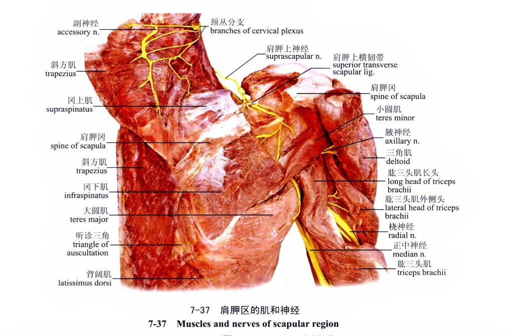 肩胛区的肌和神经