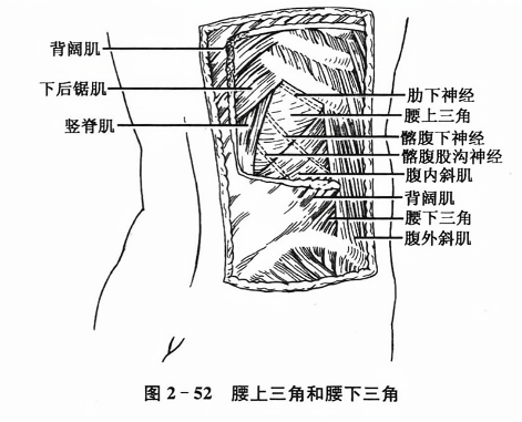 腰上三角和腰下三角