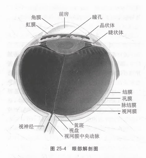 眼部解剖图