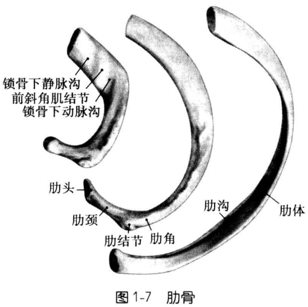 图1-7 肋骨