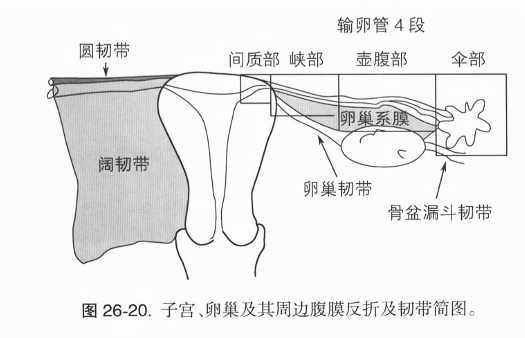 子宫、卵巢及其周边腹膜反折及韧带简图，