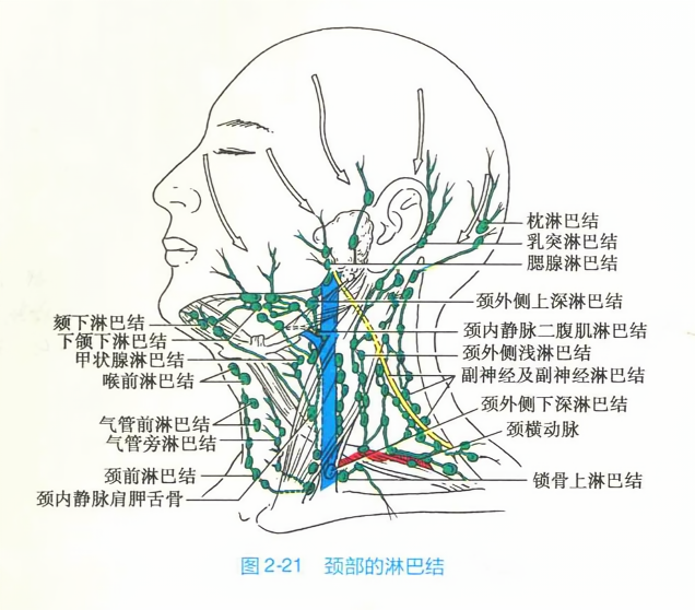 颈部的淋巴结