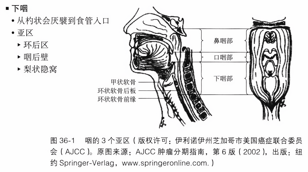 咽的3个亚区