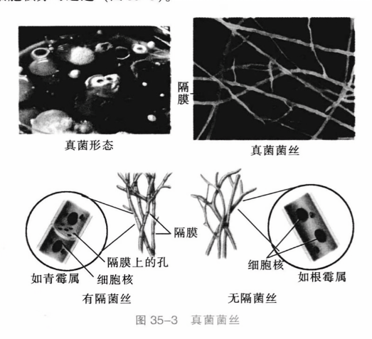 真菌菌丝