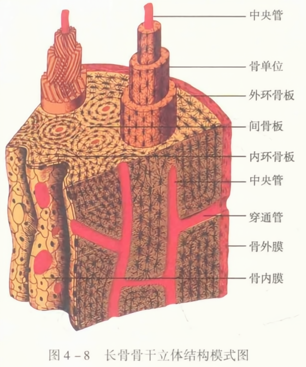 长骨骨干立体结构模式图