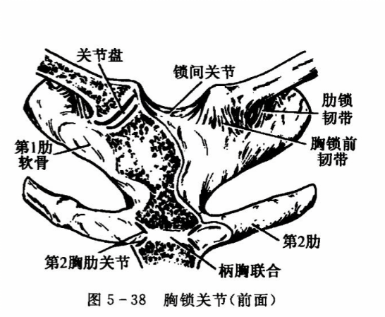 胸锁关节(前面)