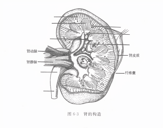 肾的构造
