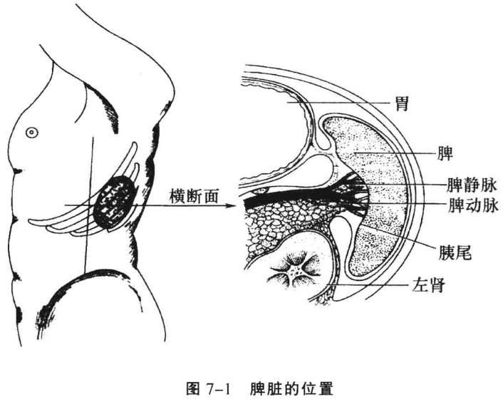 图7-1 脾脏的位置