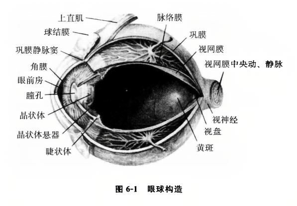 眼球构造