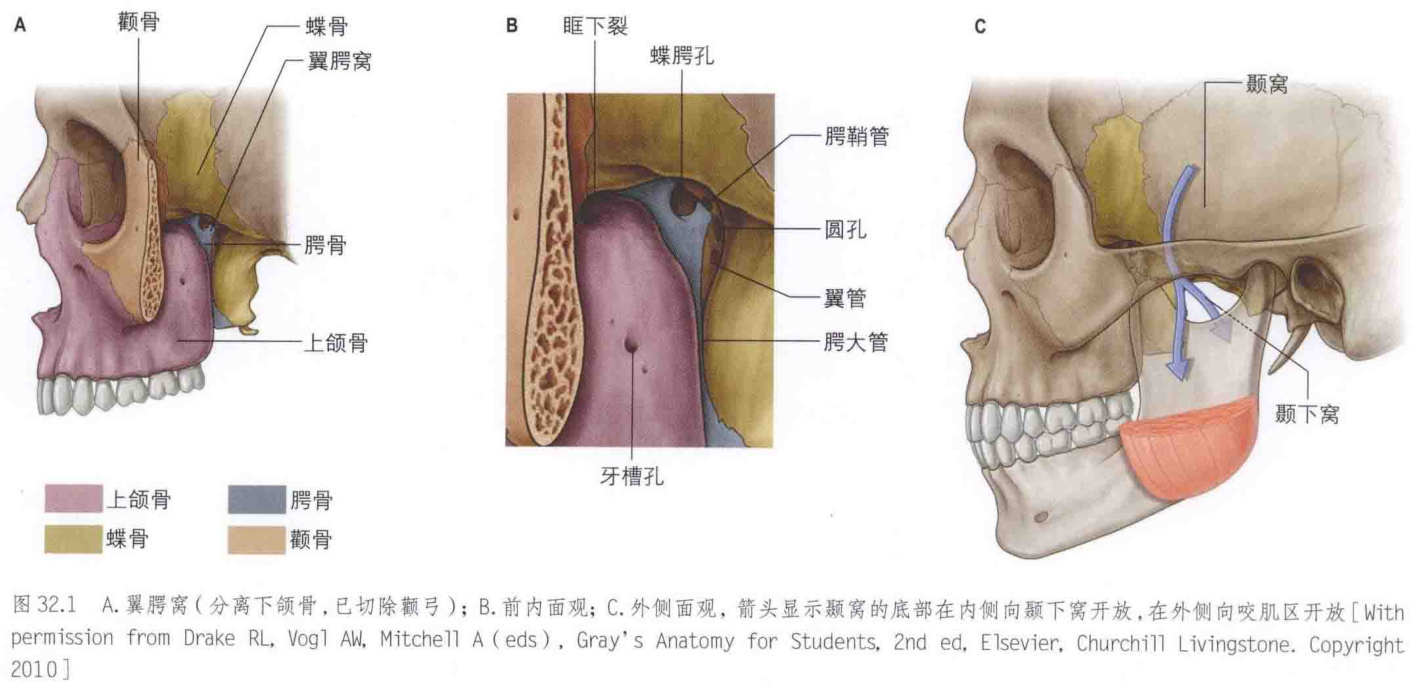 图32.1 a.翼腭窝(分离下颌骨,已切除颧弓);b.前内面观;c.外侧面观,箭头显示颞窝的底部在内