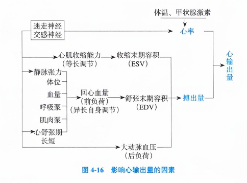影响心输出量的因素