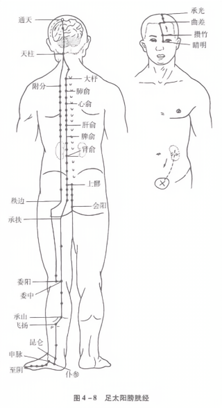 足太阳膀胱经