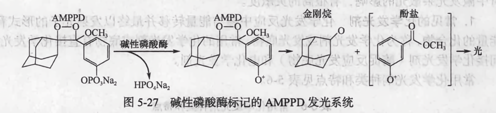 碱性磷酸酶标记的 amppd 发光系统