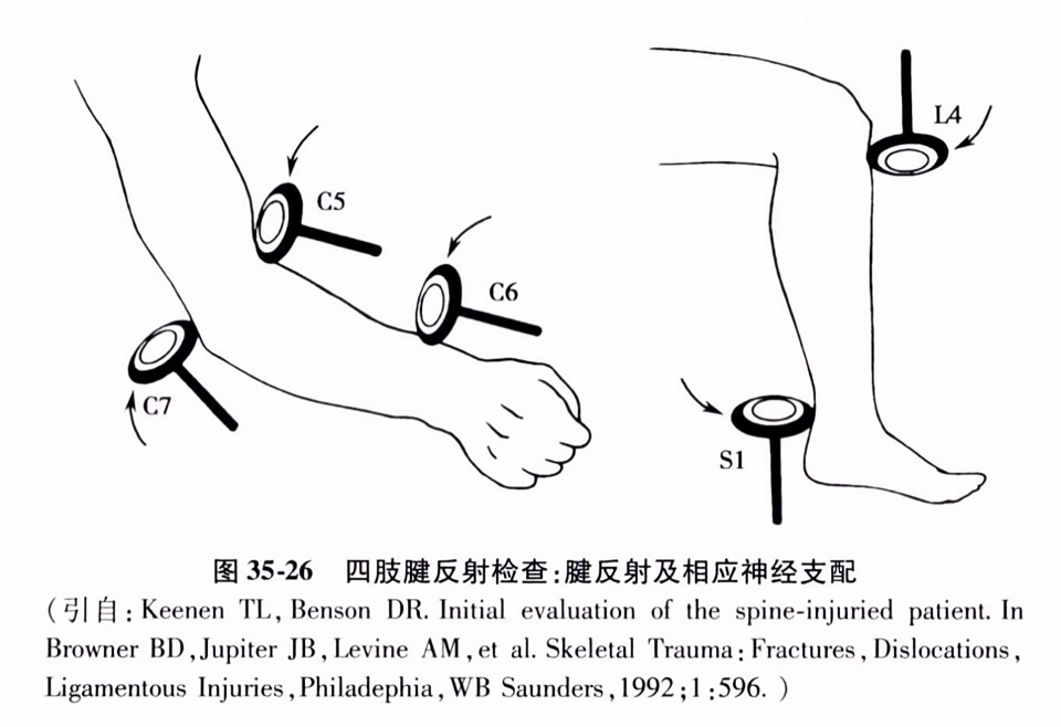 四肢腱反射检查,腱反射及相应神经支配