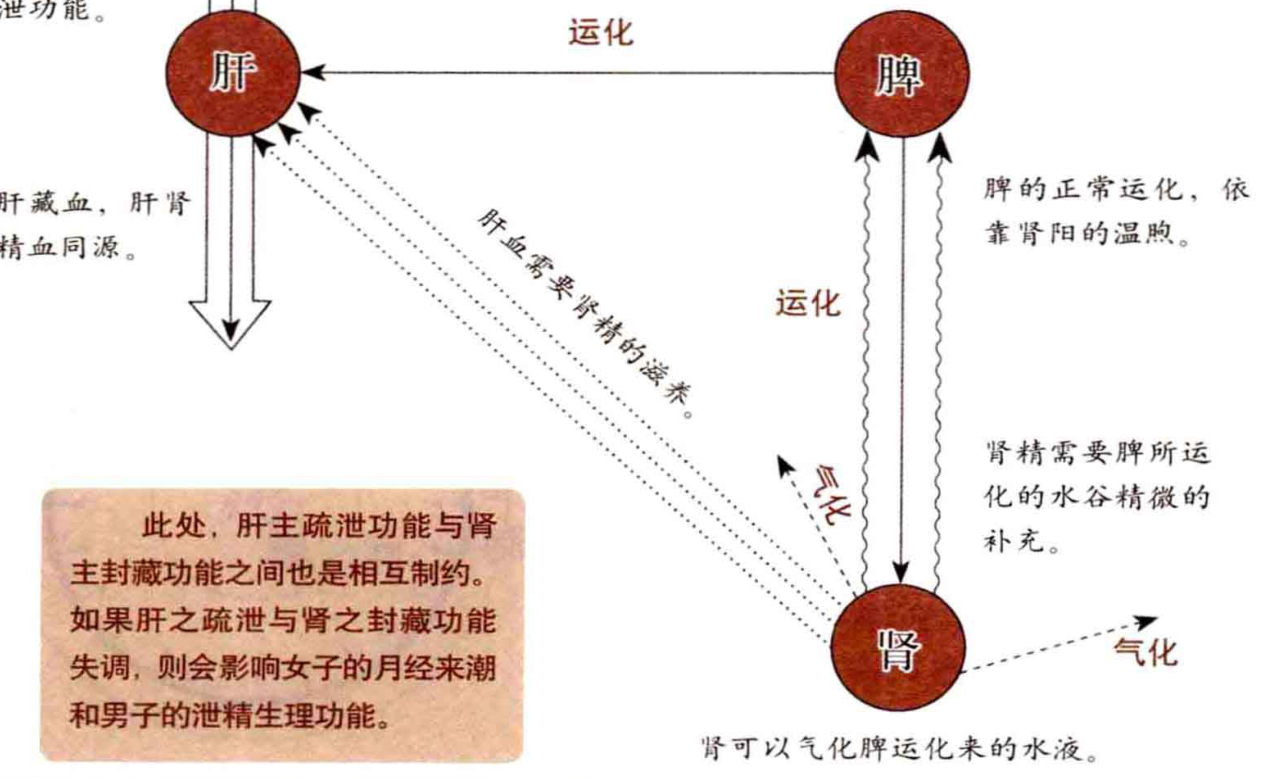肾可以气化脾运化来的水液。