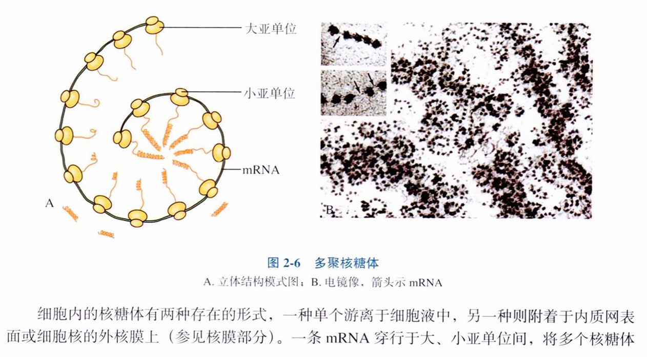 多聚核糖体