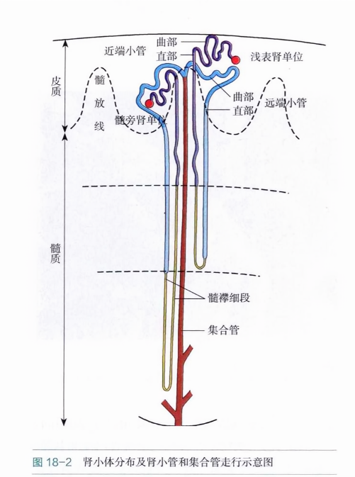 肾小体分布及肾小管和集合管走行示意图