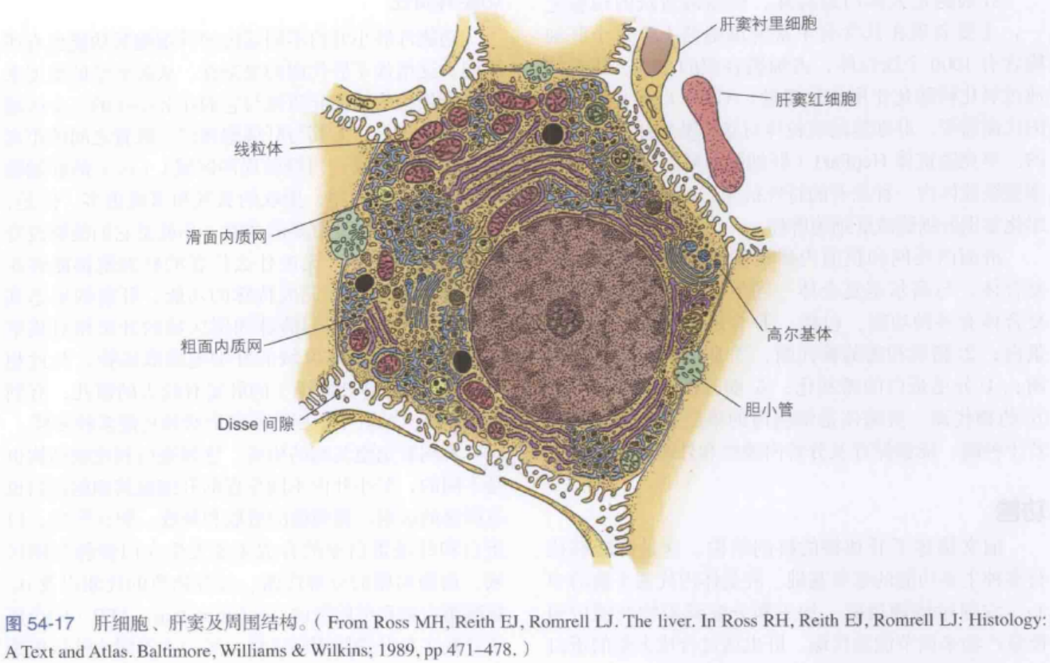 图54-17 肝细胞、肝窦及周围结构。(from ross mh, reith ej, romrel