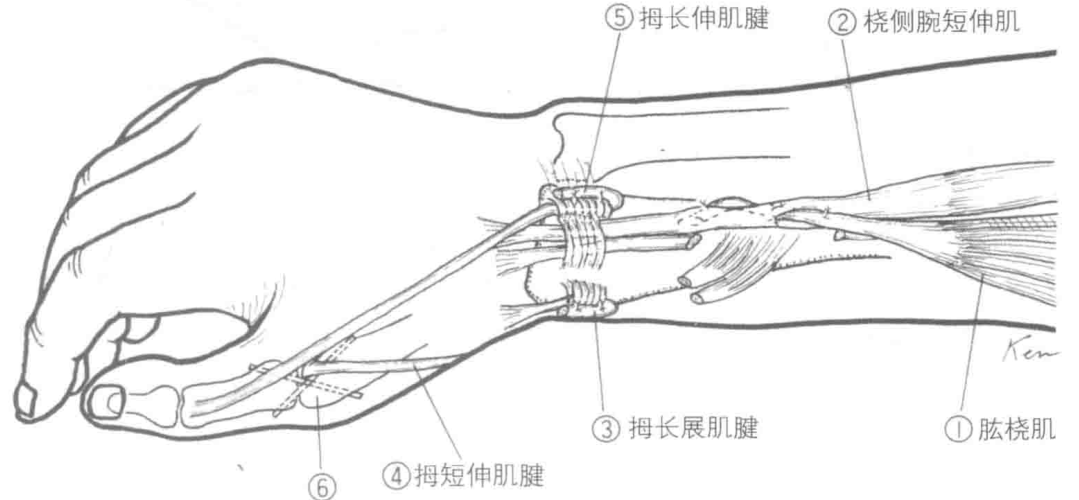 ④拇短伸肌腱