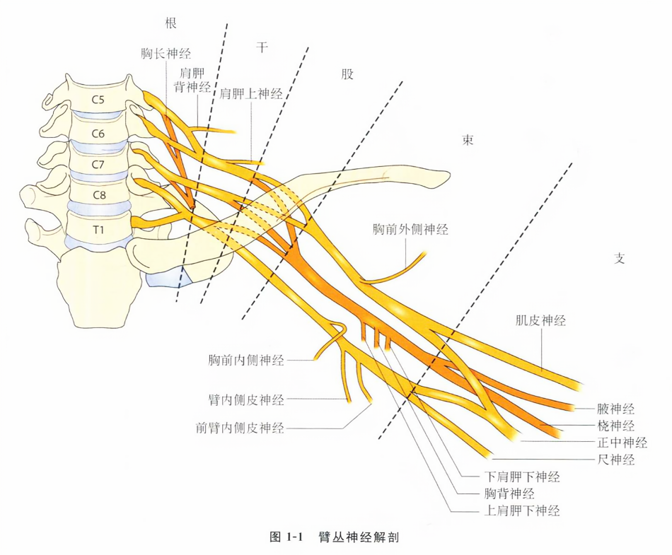 臂丛神经解剖