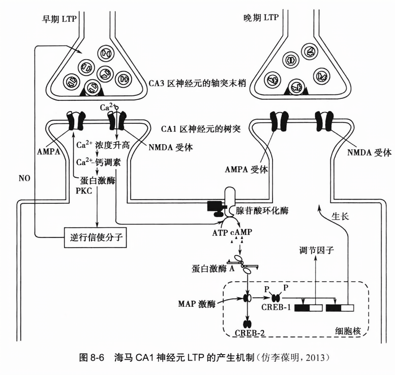 海马ca1神经元ltp的产生机制(仿李葆明，2013)