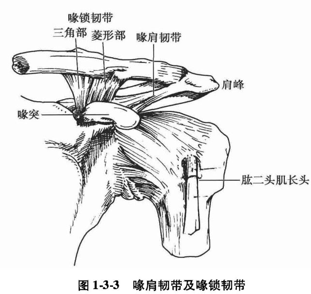 图1-3-3 喙肩韧带及喙锁韧带