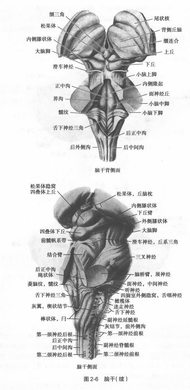 脑干(续)
