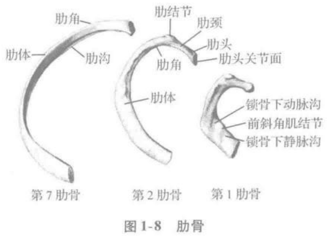 图1-8 肋骨