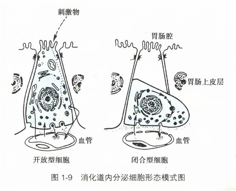 消化道内分泌细胞形态模式图