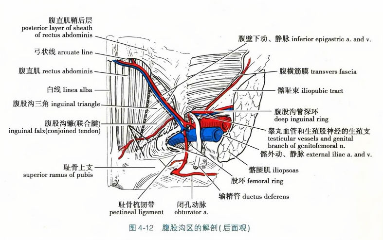 腹股沟区的解剖(后面观)