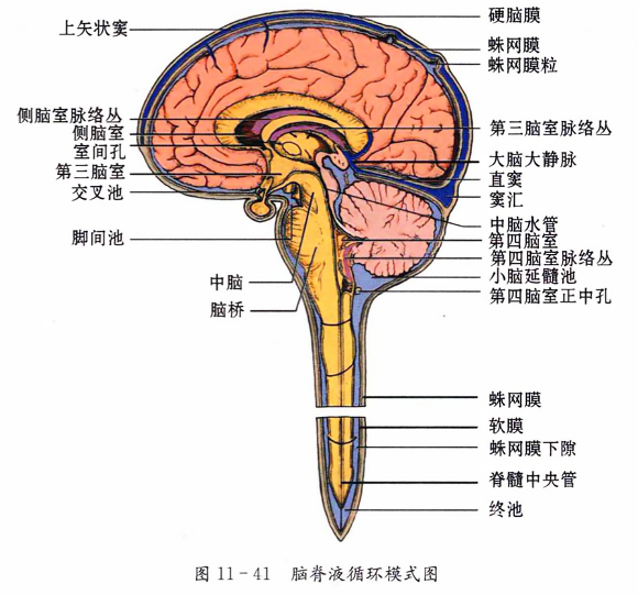 脑脊液循环模式图