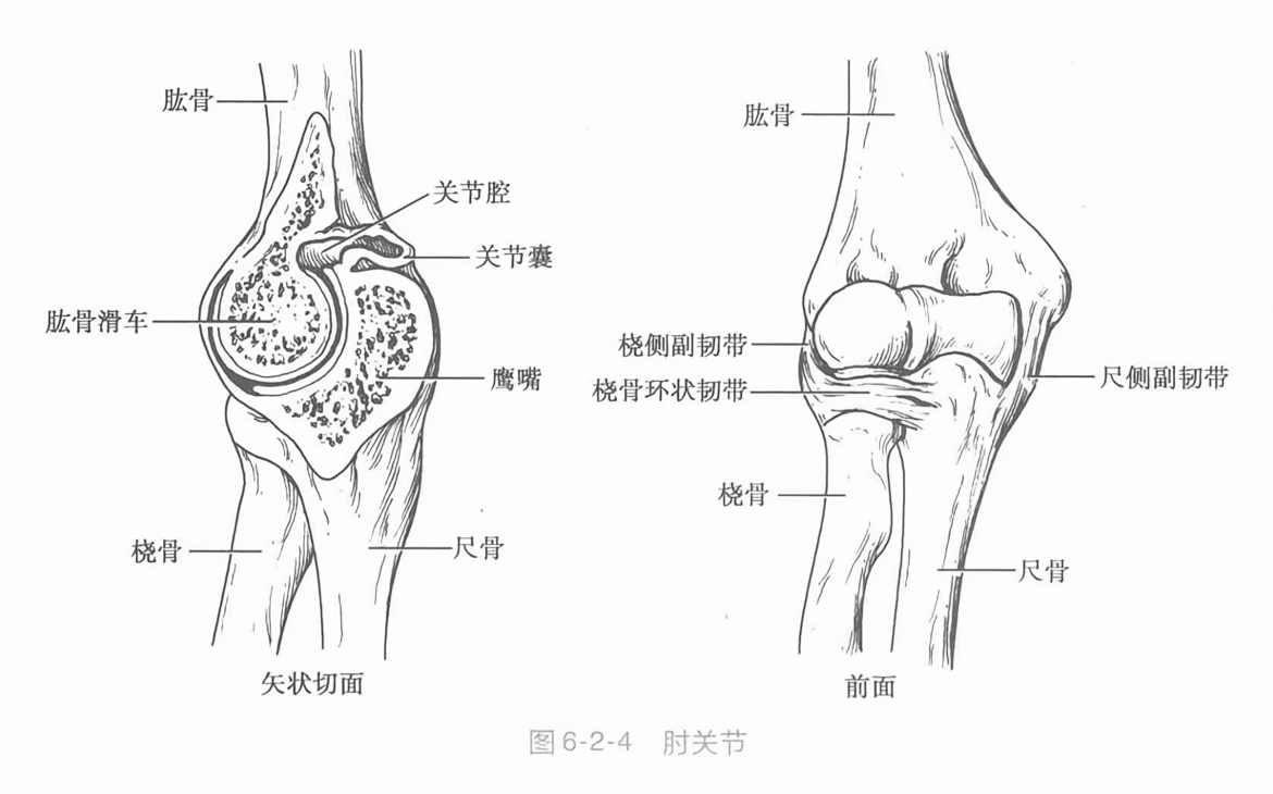肘关节