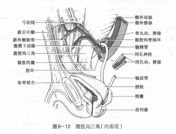 腹股沟三角(内面观)