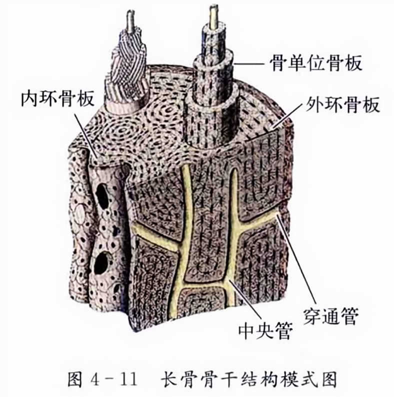 长骨骨干结构模式图