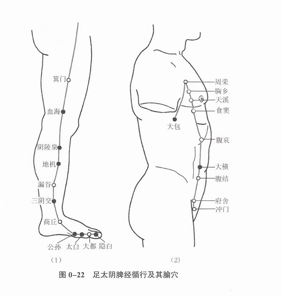 足太阴脾经循行及其腧穴