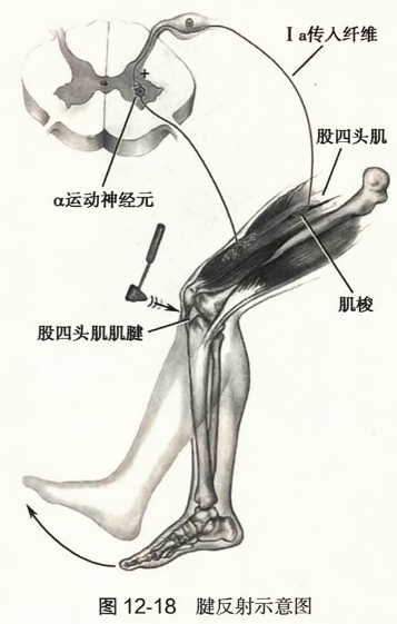 腱反射示意图