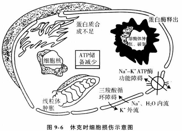 休克时细胞损伤示意图
