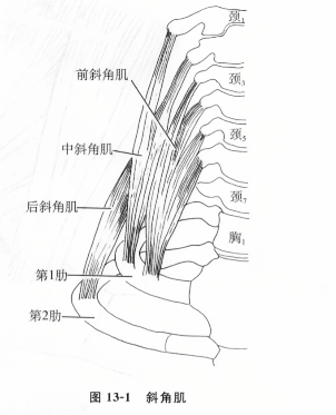 斜角肌