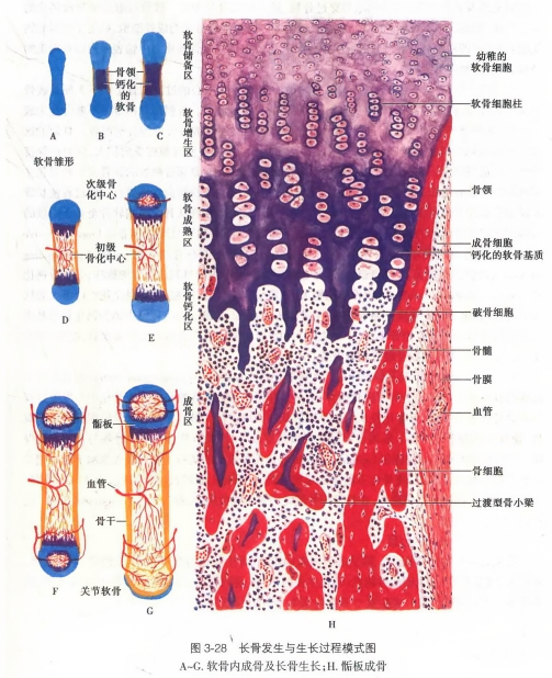 长骨发生与生长过程模式图