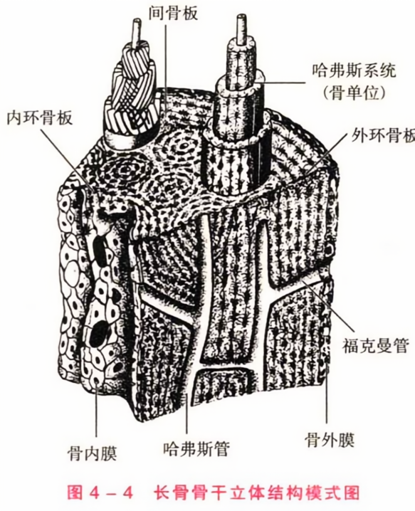 长骨骨干立体结构模式图