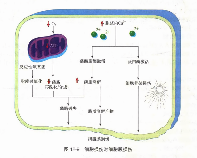 细胞损伤时细胞膜损伤