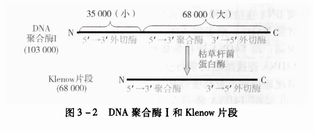 dna聚合酶i和klenow片段