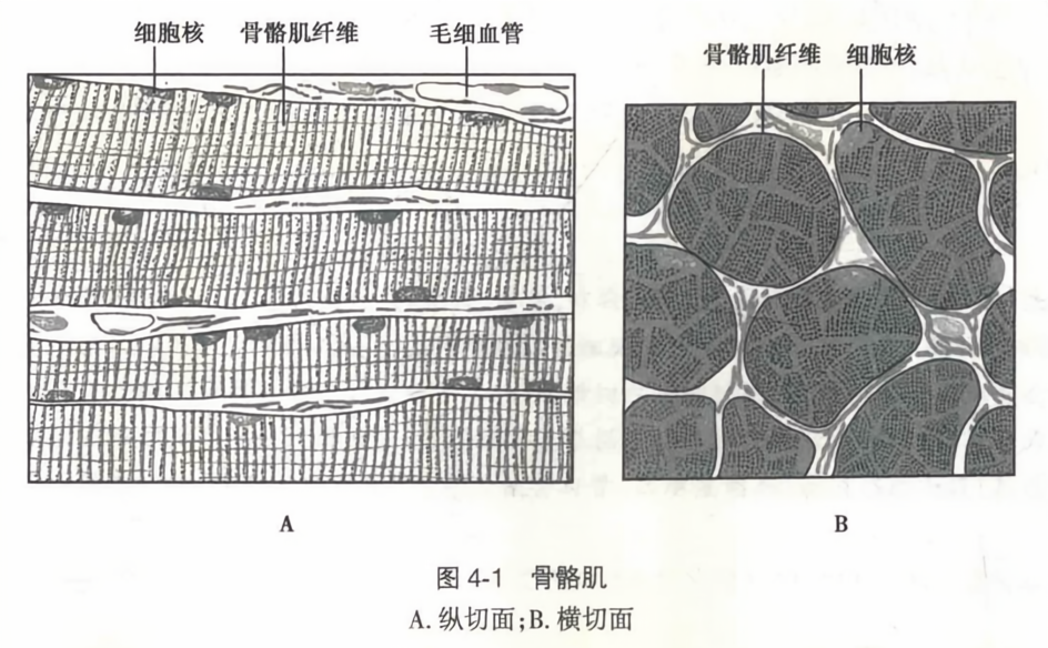骨骼肌