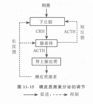 糖皮质激素分泌的调节
