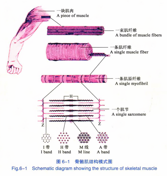 骨骼肌结构模式图