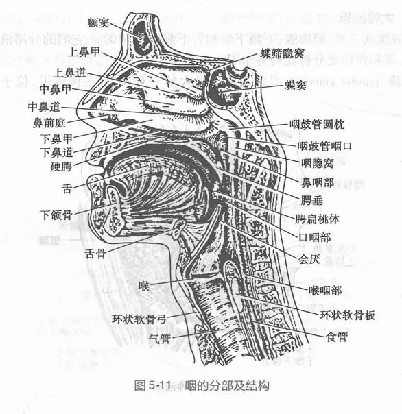 咽的分部及结构