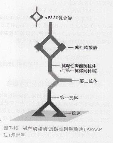 性磷酸酶-抗碱性磷酸酶法(apaap法)示意图